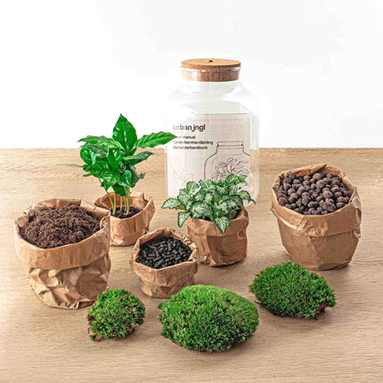 Planten terrarium • Little Milky Coffea + Rode Fittonia + Led lamp • Ecosysteem plant • ↑ 25 cm