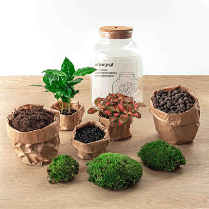 Terrarium DIY Kit • Little Milky Bonsai + Fittonia + Led light • Ecosystem with plants • ↑ 25 cm