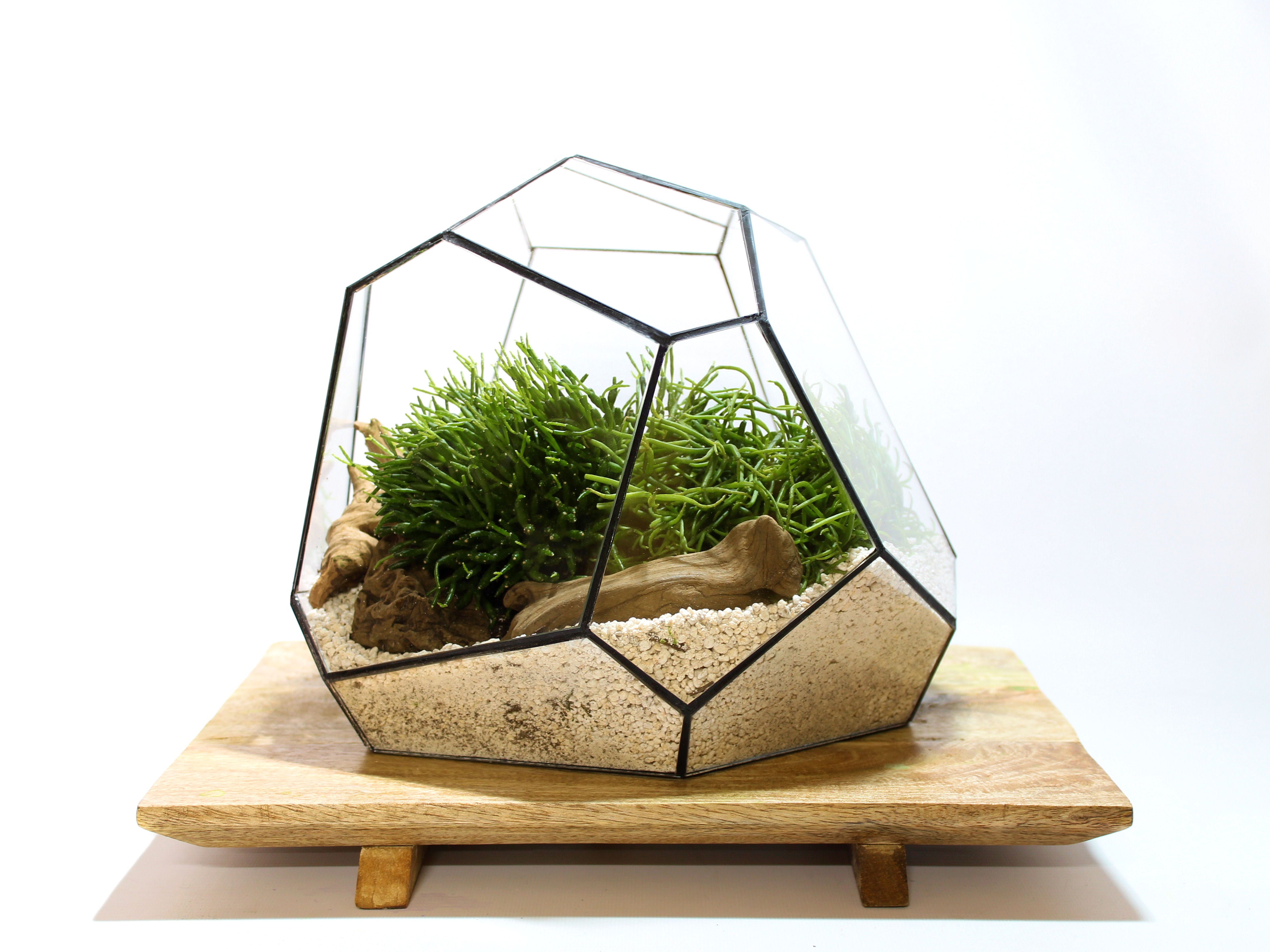geometric terrarium plants Geometric Terrarium - Torno - Vivarium - ↑ 28 x 26 x 24 cm (LxWxH)
