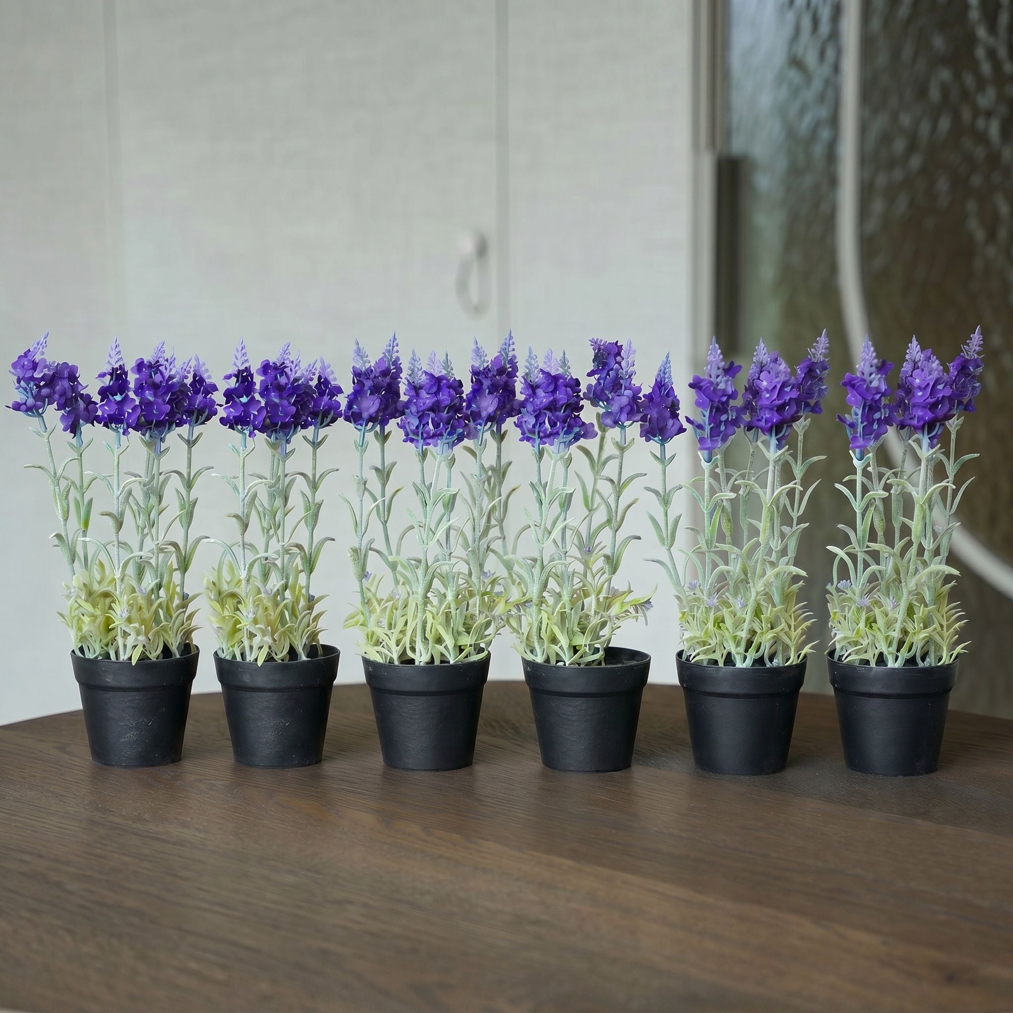 Lavendel 6 Stück