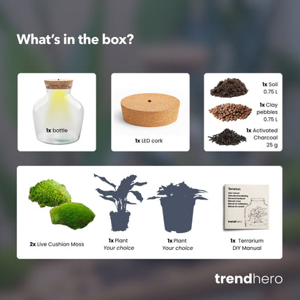  Little Joe - Flaschengarten mit Licht - DIY Terrarium mit Pflanzen im Glas - Ø 20 cm ↑ 22 cm