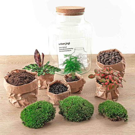 Terrarium DIY kit • 'Milky' • Écosystème avec plantes • ↑ 30 cm