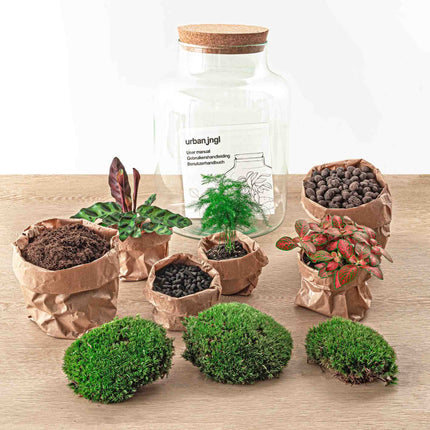 Terrarium DIY kit • 'Milky' • Écosystème avec plantes • ↑ 30 cm