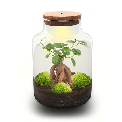 Milky bonsai - Planten Terrarium met licht - DIY kit - Ecosysteem plant - Ø 21 cm ↑ 30 cm
