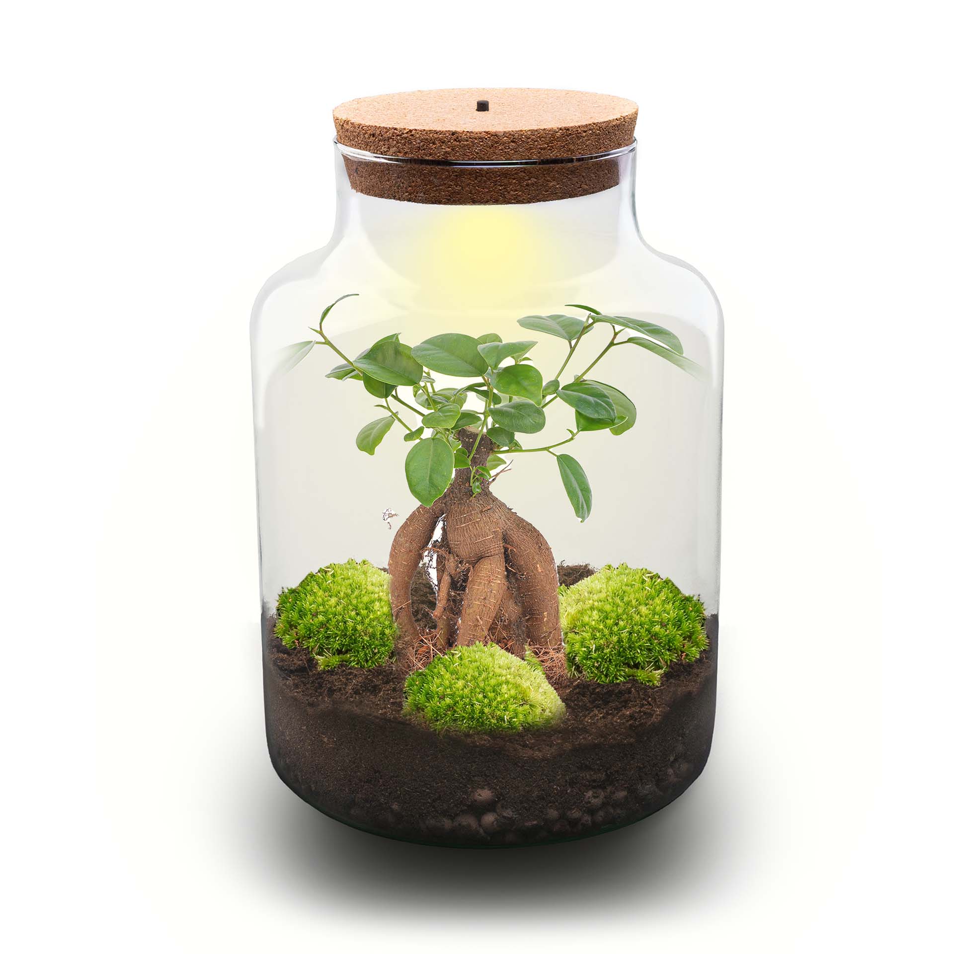 can bonsai trees grow in terrariums DIY Terrarium Kit - Create your own mini Ecosystem