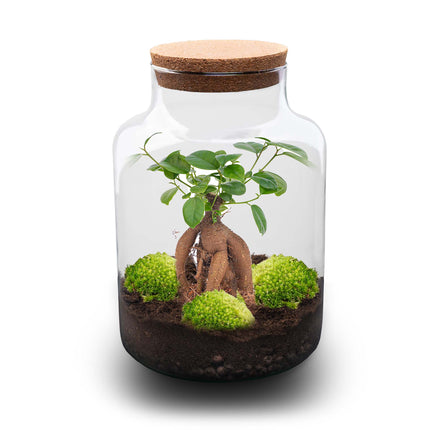 Milky bonsai - Planten Terrarium met licht - DIY kit - Ecosysteem plant - Ø 21 cm ↑ 30 cm