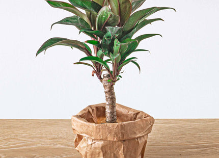 Mini-palm - Cordyline fruticosa 'Purple Compacta' - Terrarienpflanze