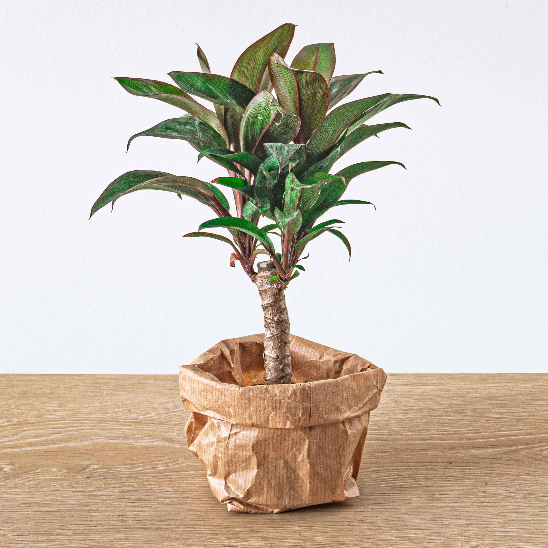 mini palm plant care Mini-palm - Cordyline fruticosa 'Purple Compacta'