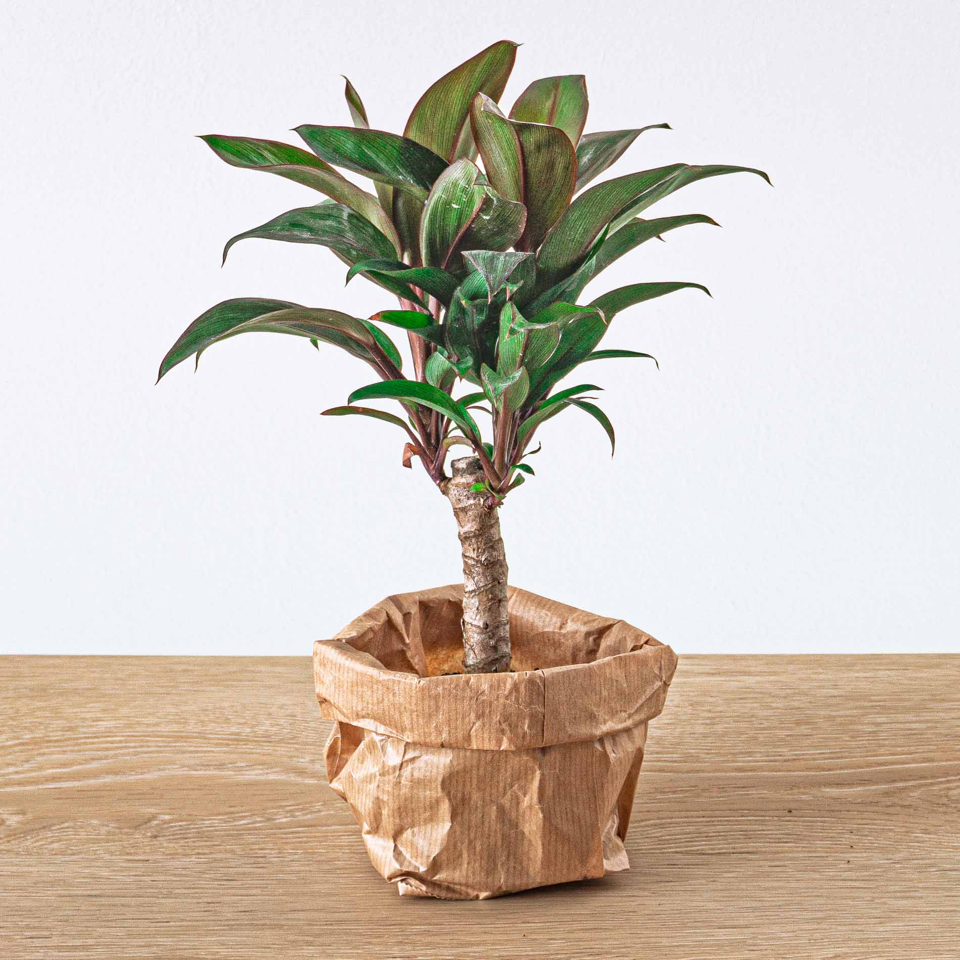 Kit DIY Terrarium • Bonsaï Drop XL Ficus Ginseng • Écosystème avec pla –  urbanjngl
