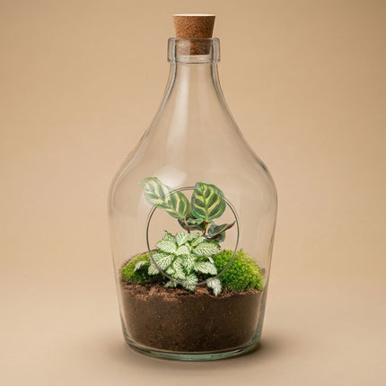 Offenes terrarium Joss – Calathea & Fittonia White Tiger ↑ 30 cm