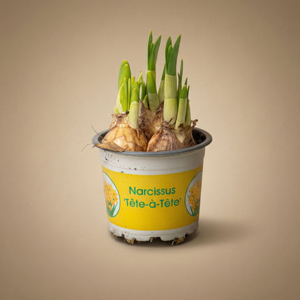 Narcissus ‘Tête-à-Tête’ - Topfgröße 9 - ↑ 15–20 cm