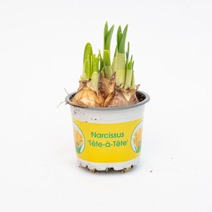 Narcissus ‘Tête-à-Tête’ - Topfgröße 9 - ↑ 15–20 cm