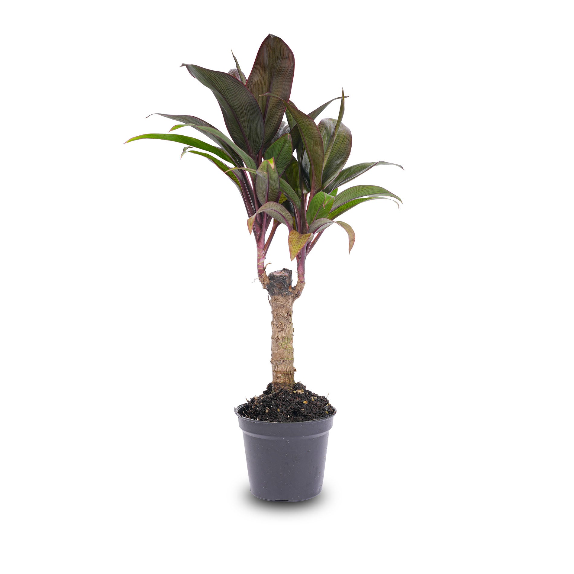 plant cordyline in pot Mini-palm - Cordyline fruticosa 'Purple Compacta'