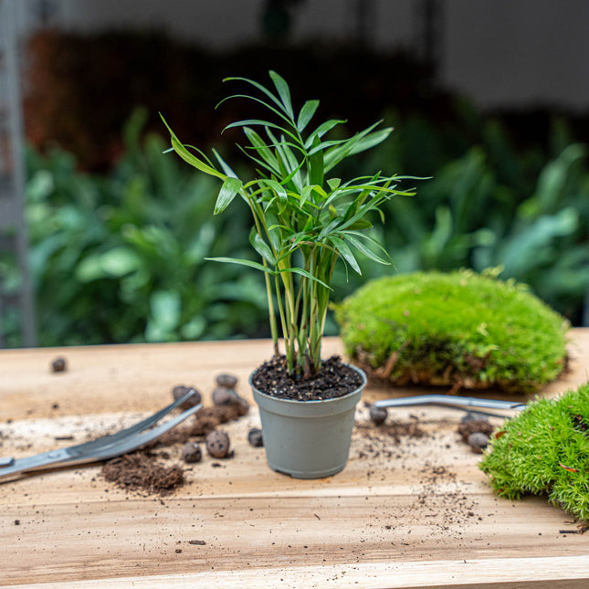 Parlour Palm - Chamaedorea elegans 'baby' - Terrarium plant