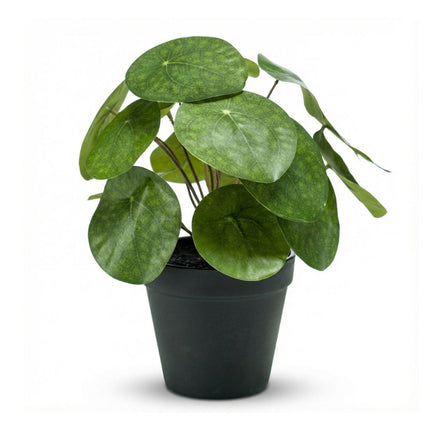 Pilea bush 25 cm in zwarte pot - Kunstplant