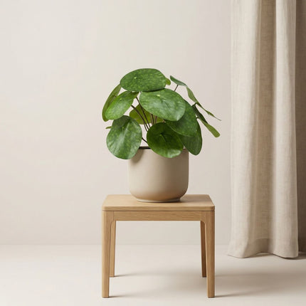 Pilea bush 25 cm in zwarte pot - Kunstplant