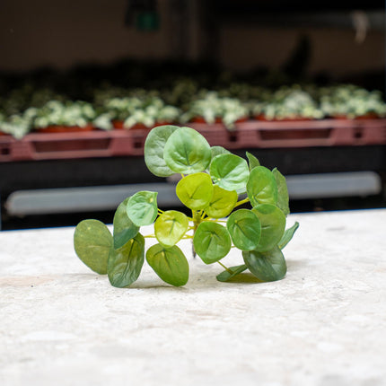 Pilea Mini Bush - Kunstplant - ↑ 15 cm