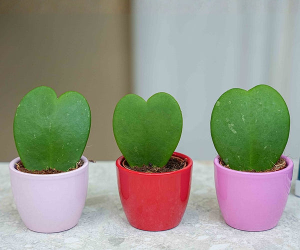 hoya heart succulent plant Mini Heart Plant Set of 3