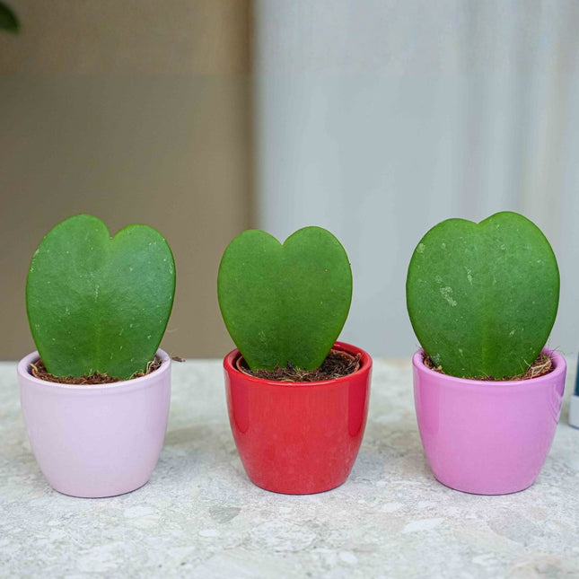 Plant set van 3 met mini pot - Love - Hoya Kerrii - roze/rood - Ø 6 cm