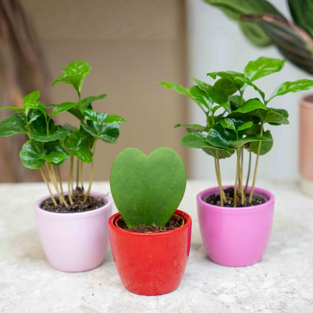 pink heart shaped succulent Mini Heart Plant Set of 3