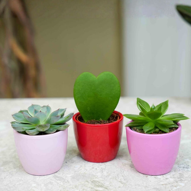 Plant set van 3 met mini pot - Love - Vetplanten - roze/rood - Ø 6 cm