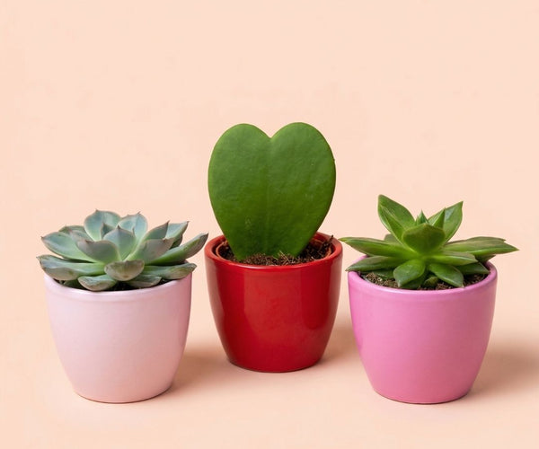 Mini Heart Plant Set of 3