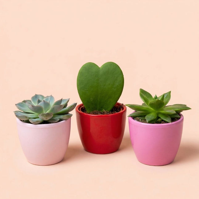 Plant set van 3 met mini pot - Love - Vetplanten - roze/rood - Ø 6 cm