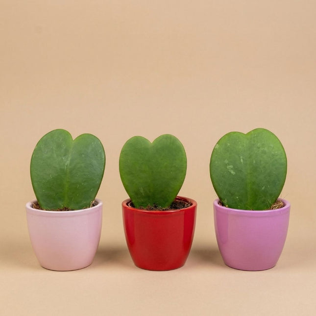 small heart shaped succulent Mini Heart Plant Set of 3