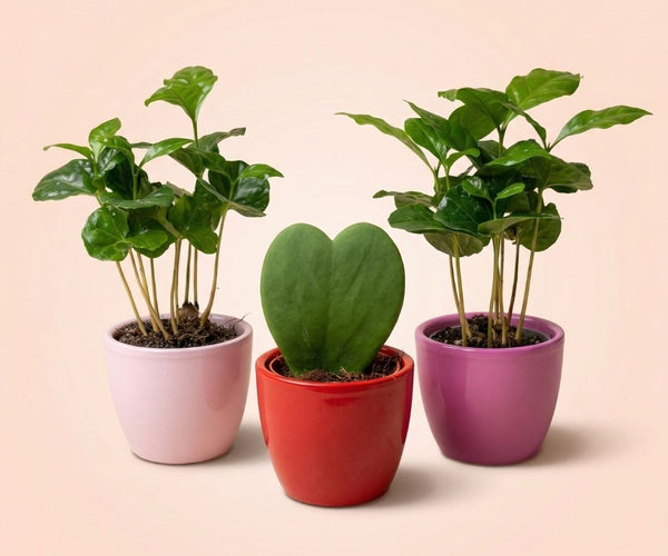 indoor heart plant Mini Heart Plant Set of 3