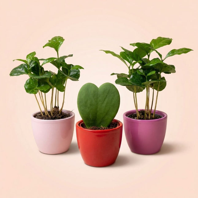 Plant set van 3 met mini pot - Love - Coffea Arabica - roze/rood - Ø 6 cm