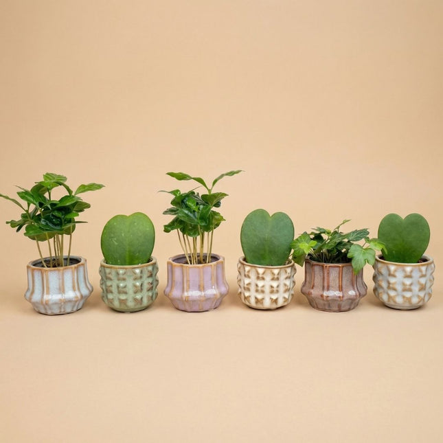 Pflanzen set von 6 mit topf set San Juan - pflanzen mix - Ø 6 cm