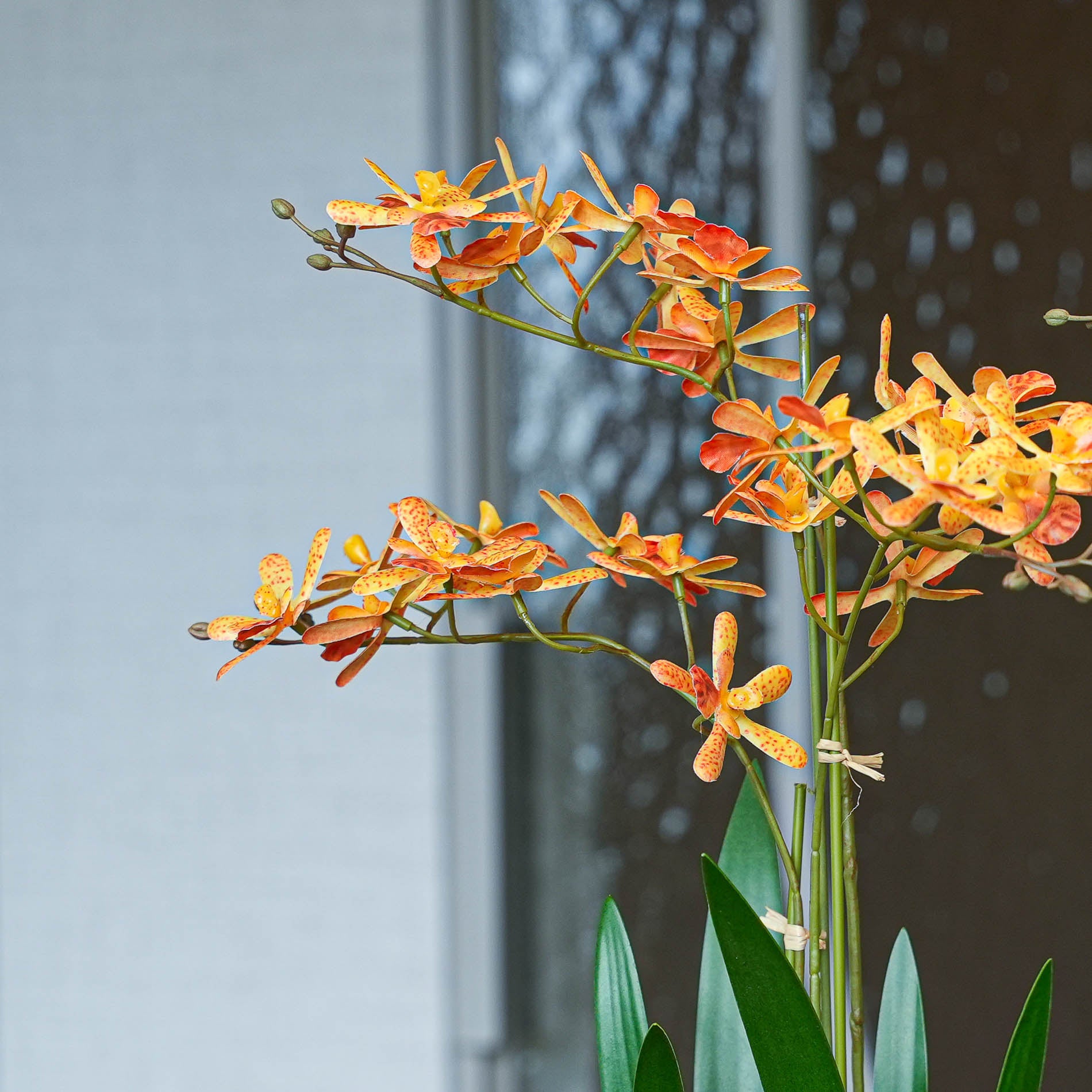 Renanthera Orchidee gelb/orange 2 Stück