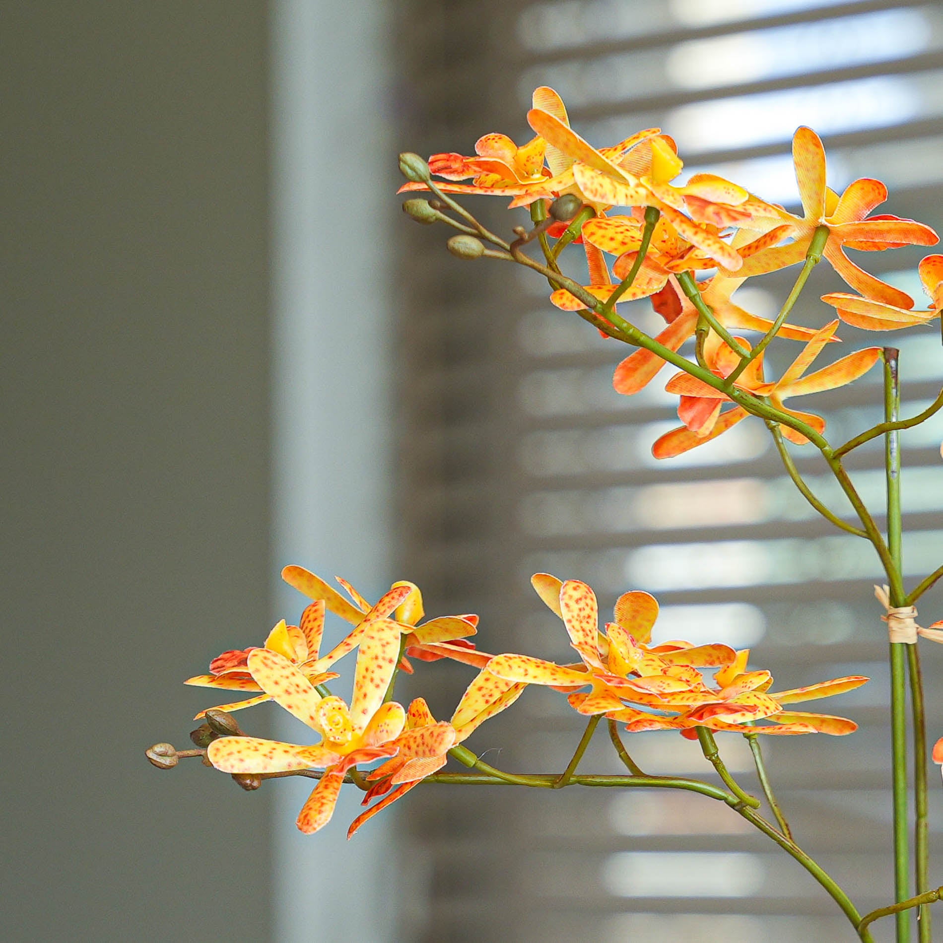 Renanthera Orchidee gelb/orange 2 Stück