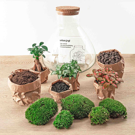 Planten terrarium • Sam XL bonsai • Ecosysteem plant • Ficus Ginseng bonsai • ↑ 35 cm