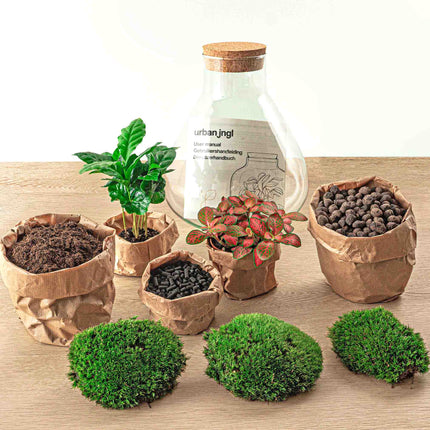 Kit DIY Terrarium • Sammie • Écosystème avec plantes • ↑ 26,5 cm