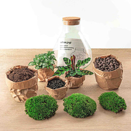 Kit DIY Terrarium • Sammie • Écosystème avec plantes • ↑ 26,5 cm