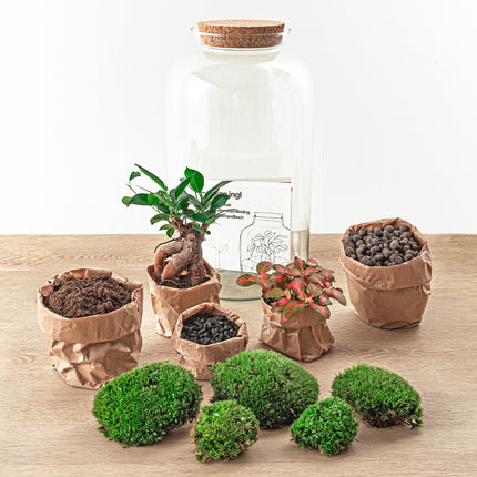 Planten terrarium - Sven bonsai - Ecosysteem plant - ↑ 43 cm 
