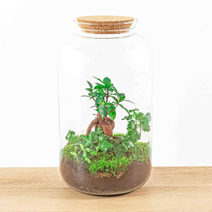 Kit fai da te terrario • Bonsai Drop XL Ficus Ginseng • Ecosistema con piante • ↑ 37 cm