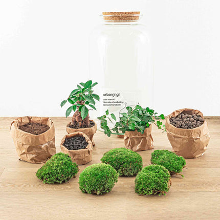 Kit fai da te terrario • Bonsai Drop XL Ficus Ginseng • Ecosistema con piante • ↑ 37 cm