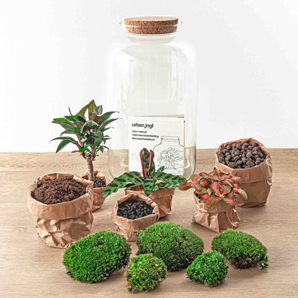 Kit fai da te terrario • Sven Palm • Ecosistema con piante • ↑ 43 cm