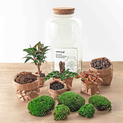 Planten terrarium • Sven XL Palm Ficus Ginseng bonsai • Ecosysteem plant • ↑ 37 cm