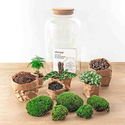 Kit fai da te terrario • Botanical Sven XL • Ecosistema con piante • ↑ 43 cm