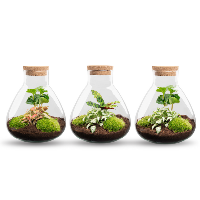 Sammie - Terrarium - Bottle garden DIY kit - Ø 22,5 cm ↑ 27 cm