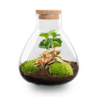 Planten terrarium • Sammie Coffea • Ecosysteem plant • ↑ 27 cm