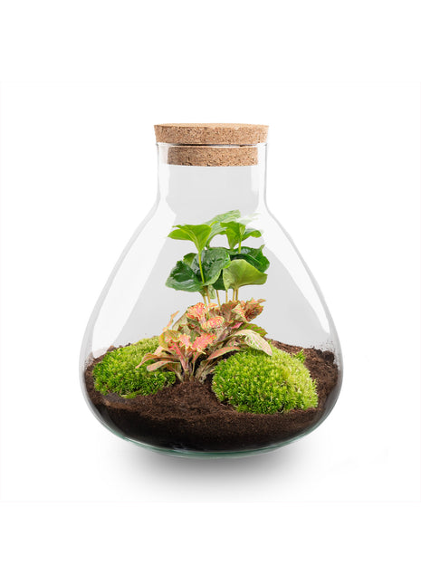 Terrarium DIY Kit - Sammie Coffea - Bottle Garden - ↑ 27 cm