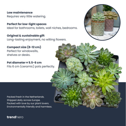 Succulents Set of 3 with Red Mini Pot - Mixed Live Cacti - ↑ 8–12 cm