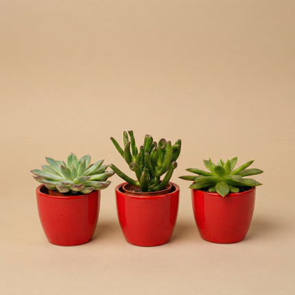 Succulents Set of 3 with Red Mini Pot - Mixed Live Cacti - ↑ 8–12 cm