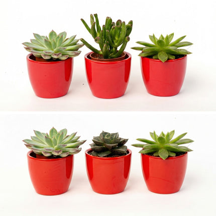 Succulents Set of 3 with Red Mini Pot - Mixed Live Cacti - ↑ 8–12 cm