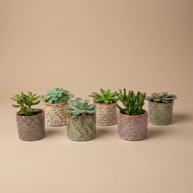 can you plant succulents in ceramic pots Succulents Set of 6 in Ceramic Mini Pot Madrid