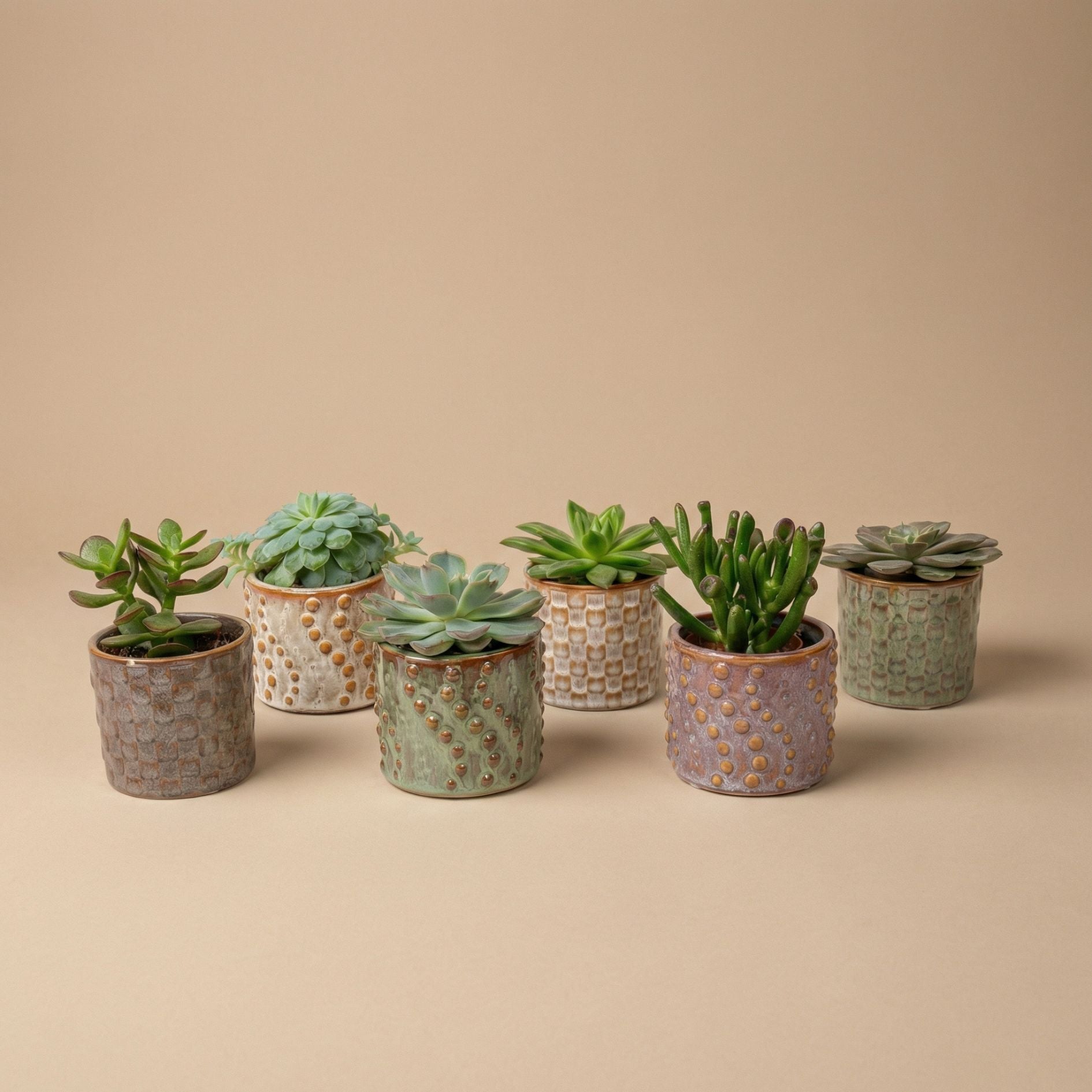 mini ceramic succulent pots Succulents Set of 6 in Ceramic Mini Pot Madrid